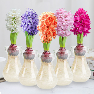 风信子种球进口水培套装洋水仙四季室内水养花卉盆栽观花种子易活