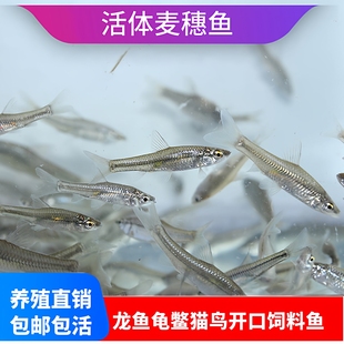 淡水活体冷水麦穗小鱼苗龙鱼龟鳖鸟猫角蛙钓饵开口鲜活饲料养殖鱼