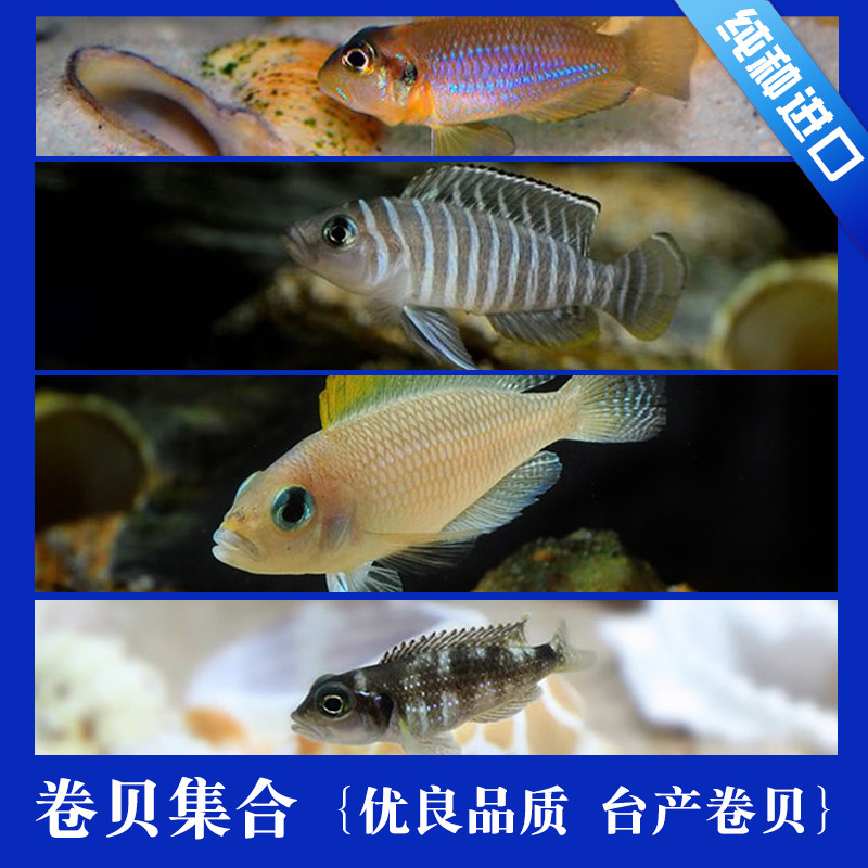 三湖慈鲷坦鲷卷贝斑马贝鱼黄帆鸟钻石贝黄金叮当活体鱼,宠物/宠物食品及用品,鱼,淘宝优惠券,粉丝福利购,淘宝优惠卷
