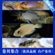 三湖慈鲷坦鲷卷贝斑马贝鱼黄帆鸟钻石贝黄金叮当活体鱼