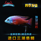 马鲷 淡水鱼5CM 埃及艳后 热带鱼 活体买五送一 观赏鱼 三湖慈鲷