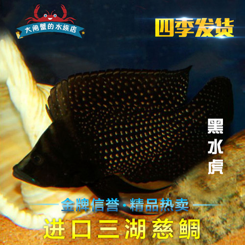 德系非洲三湖慈鲷坦鲷 黑水泼珍珠虎  黑水泼珍珠虎鱼 活体 - 封面