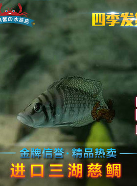 台系三湖慈鲷马鲷坦鲷观赏鱼