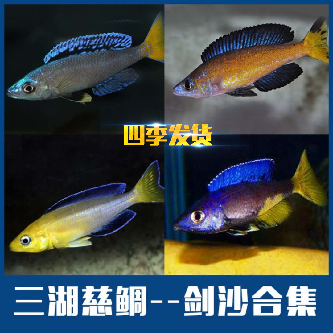 剑沙双印布鲁细鳞热带鱼三湖慈鲷