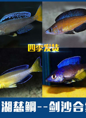 剑沙双印布鲁细鳞热带鱼三湖慈鲷