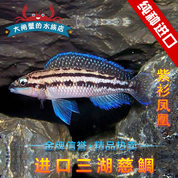 三湖台湾活体三湖慈鲷