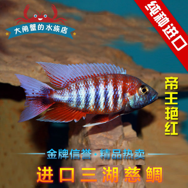 台系进口三湖慈鲷 马鲷 帝王艳红 红珊瑚 5厘米  买五送一