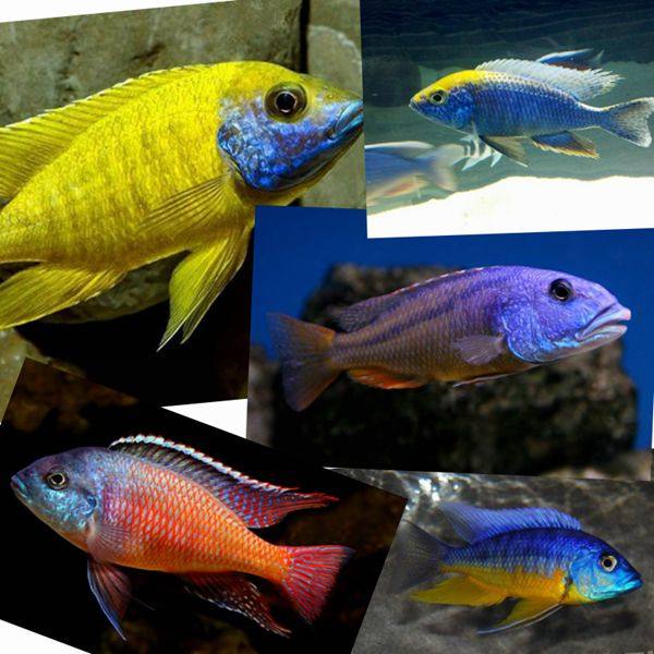 进口发色 三湖慈鲷皇帝埃及艳后火焰红帝王艳 血艳红金头蓝孔雀,宠物/宠物食品及用品,鱼,淘宝优惠券,粉丝福利购,淘宝优惠卷