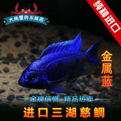 纯种进口台系三湖慈鲷 马鲷  金属蓝王子 金属蓝 活体包活观赏鱼 - 封面