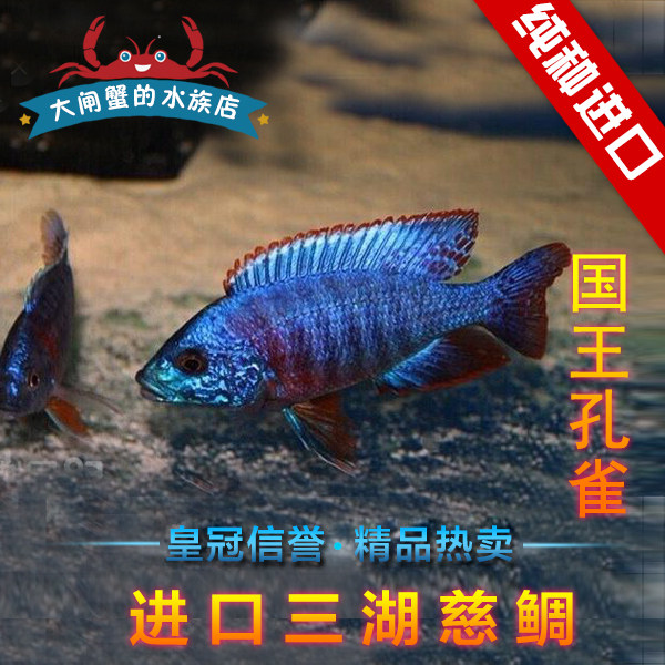 台系进口三湖慈鲷 马鲷 国王孔雀 观赏鱼 热带鱼 5-6厘米