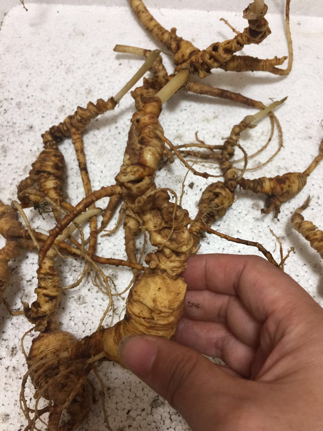 仁参惠人林下参仔参 老池底老残参35年至50年野生人参