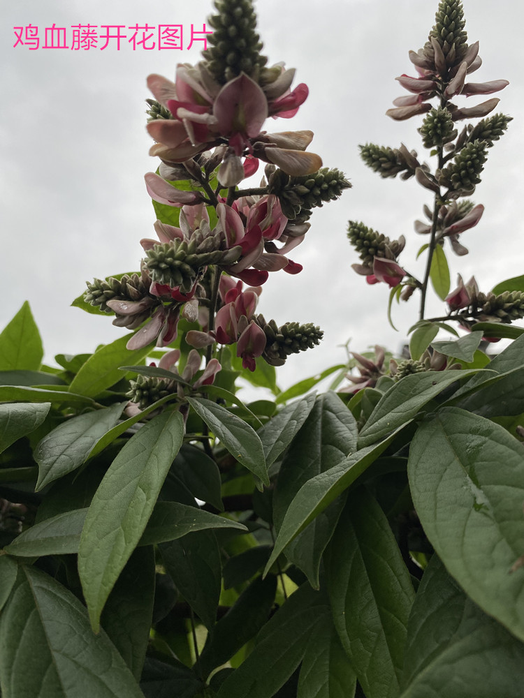 熟桩鸡血藤种植苗净化空气盆景庭院