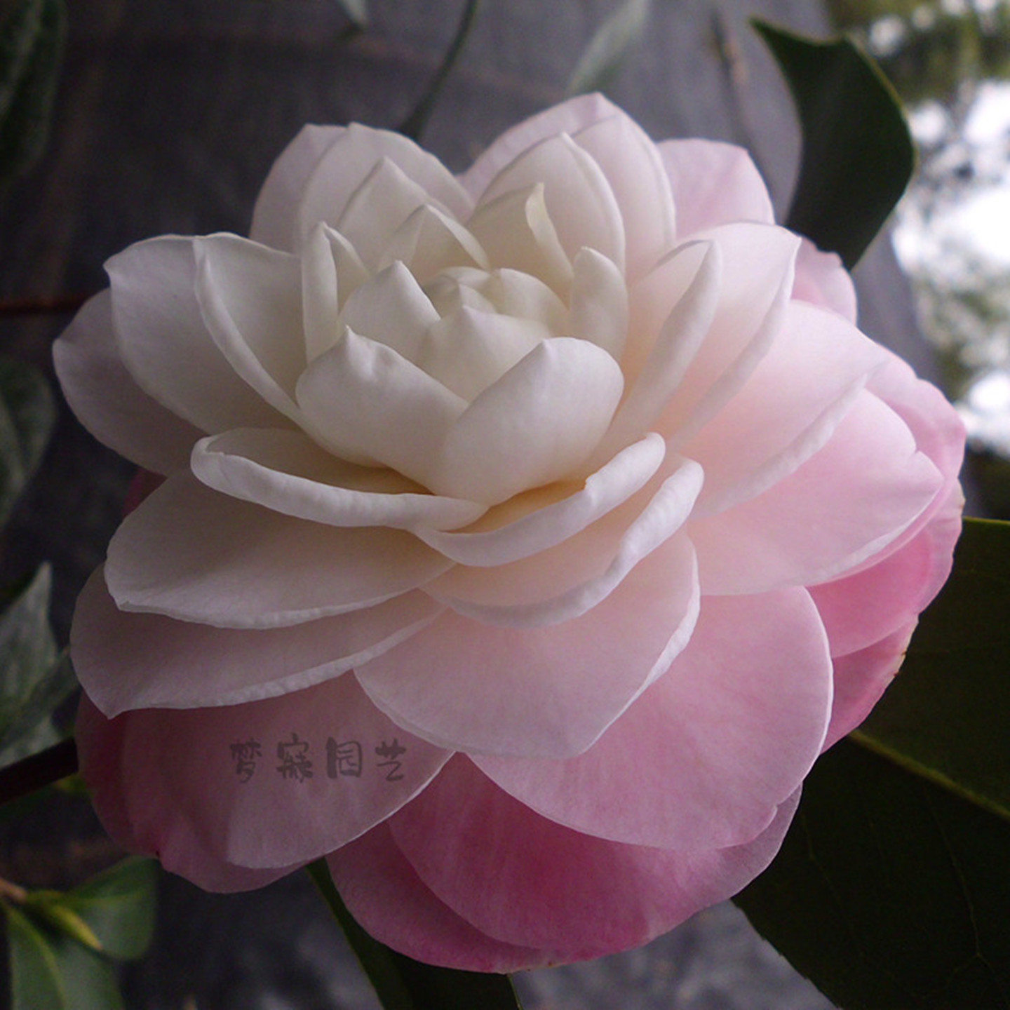 梦三十盆栽茶花净化空气长势旺盛