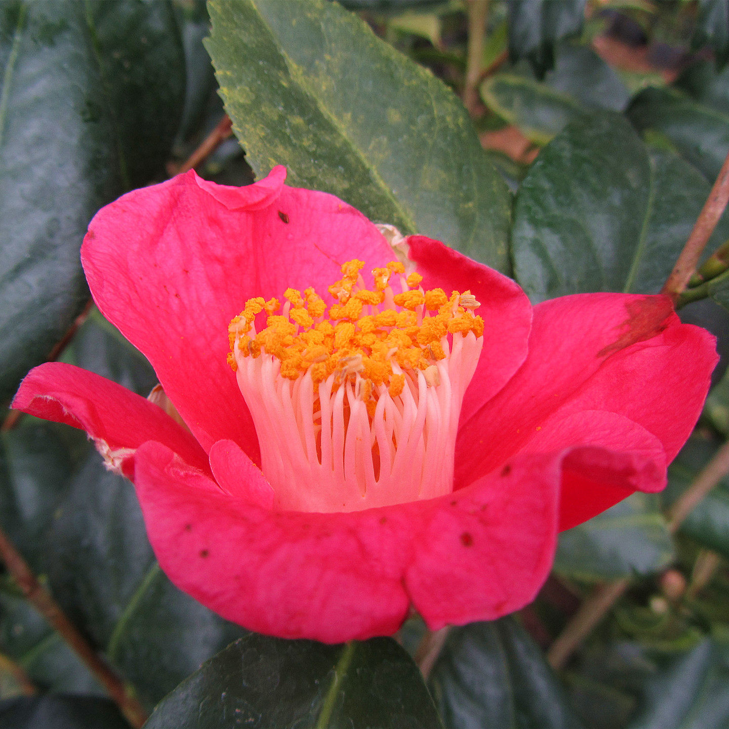 福建精品 鱼尾茶 盆栽香茶花苗室内庭院阳台四季植物净化空气包邮