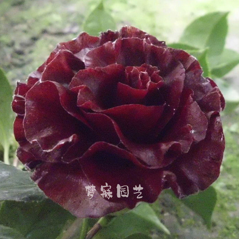 福建山茶精品黑魔法盆栽茶花苗庭院阳台绿植净化空气热销包邮大花