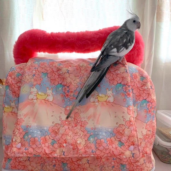 黑黑酱蜜袋鼯飞鼠刺星球水晶外带笼罩全包加棉厚笼罩可放暖贴鹦鹉,宠物/宠物食品及用品,窝,淘宝优惠券,粉丝福利购,淘宝优惠卷