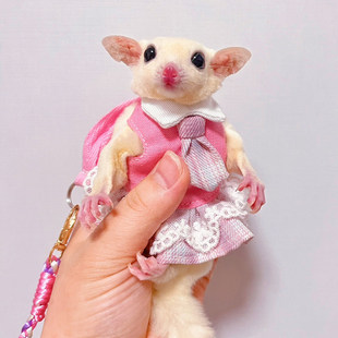 宠物衣服外出牵引绳蜜袋鼯狐獴龙猫兔土拨鼠胸背带雪貂可调节防丢