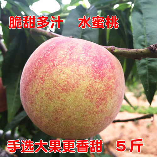蒙阴蜜桃新鲜水果现摘