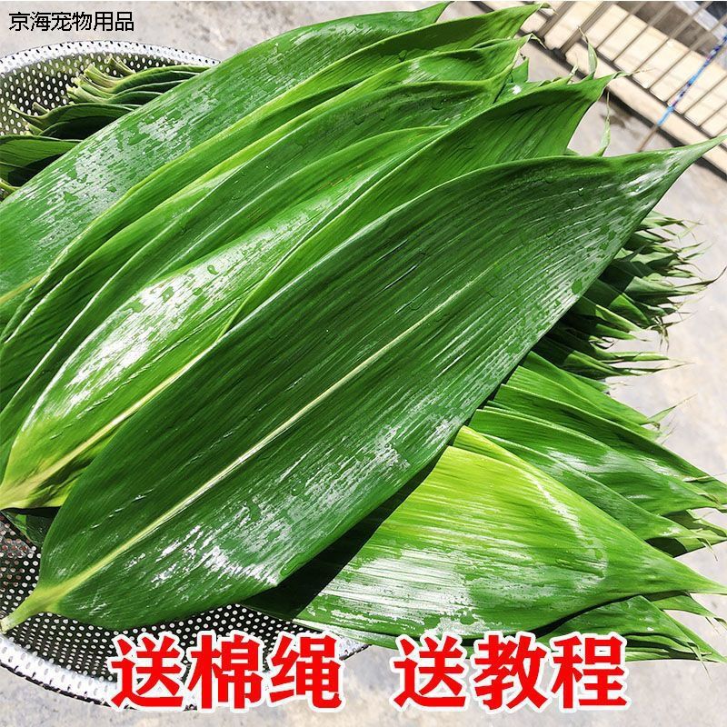 长友新鲜粽叶商用野生箬叶粽子