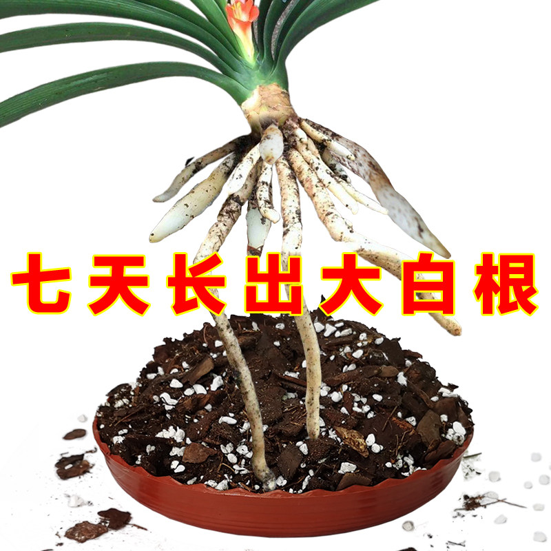 君子兰土君子兰专用土高端精品