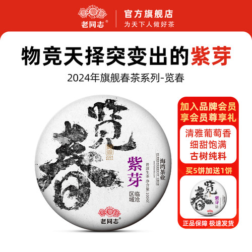 老同志普洱茶紫芽100克
