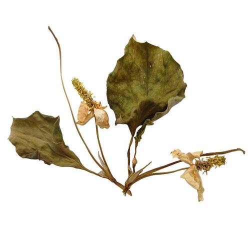 折耳根鱼腥草干叶干根泡水喝煲汤