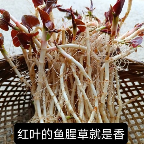 嫩根无叶洗净5斤装新鲜折耳根菜