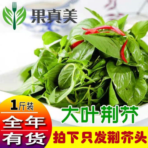 新鲜荆芥菜河南特产无根嫩头