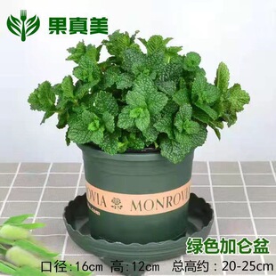 河南特产十香菜 新鲜石香菜时令调味菜大叶十香小叶十香菜鱼香菜