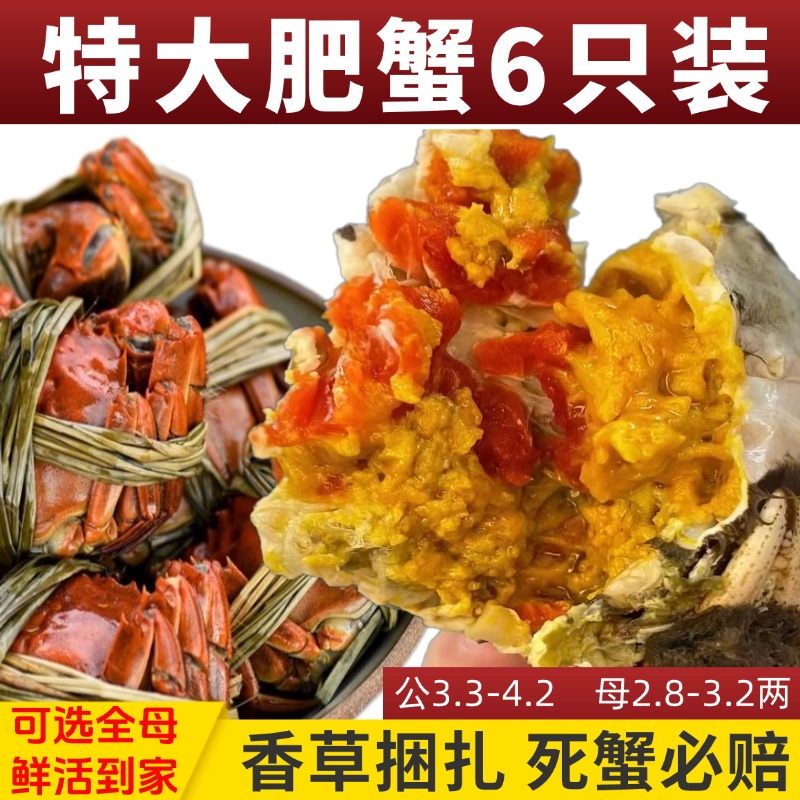 大闸蟹鲜活10只全母兴化大闸蟹礼盒特大清水河蟹公母搭配去绳净重