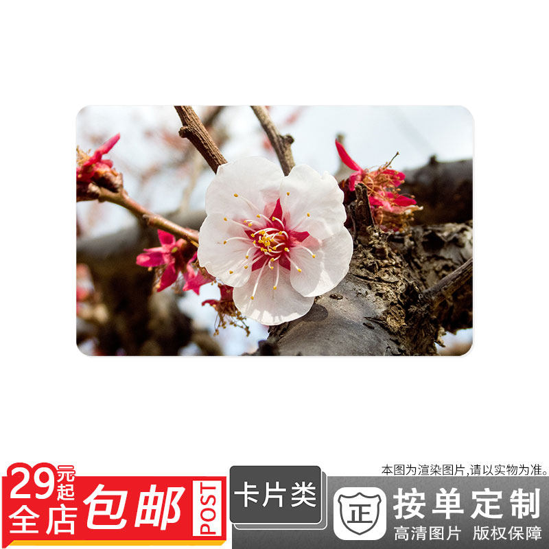 500111254 Petal Bud Flower fruit Peach blossom spring Peach blossom Post cards Double-sided cards Single Sunscreenin the Personalized custom/Design Services/DIY , Other customized , Other product customization  category - from Buy2taobao.com to provide professional Taobao agent buy service
