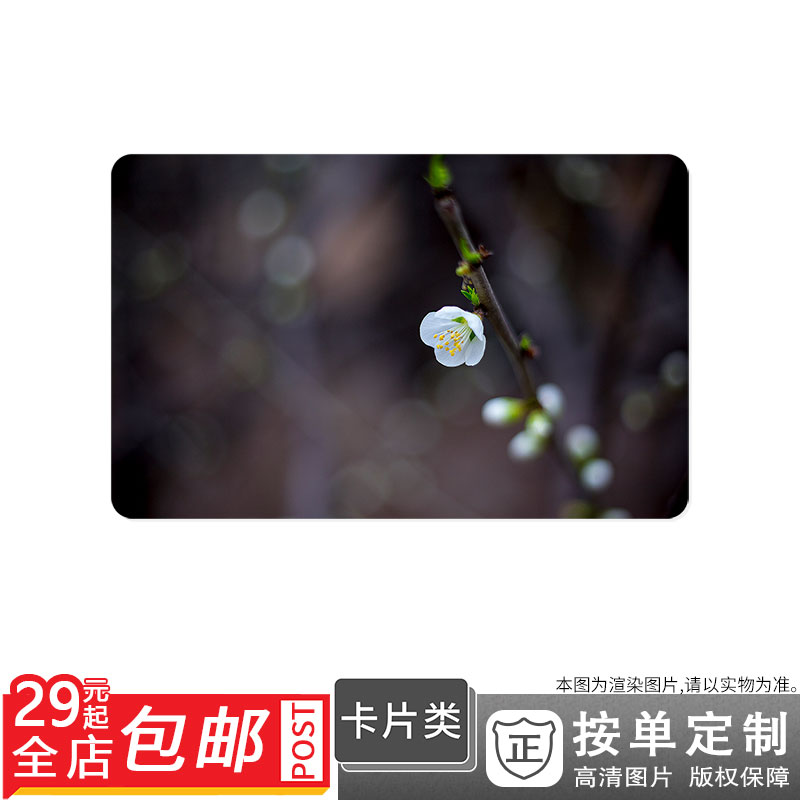 500116059 季节叶子光线成长一枝梅图片卡贴双面卡单面卡防晒