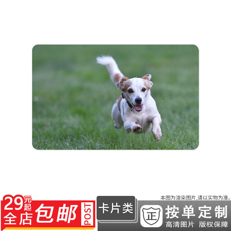 132403 草地草地上的狗狗小猎犬动物狗图卡贴双面卡单面卡防晒