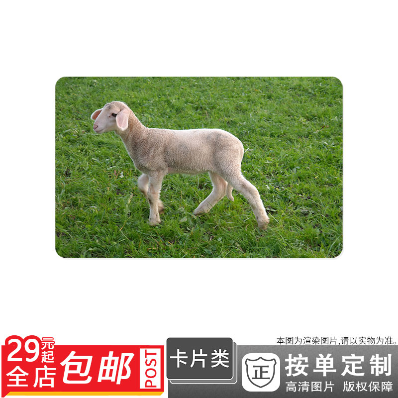 213505 快乐动物行走在草上的小羊图片卡贴双面卡单面卡防晒