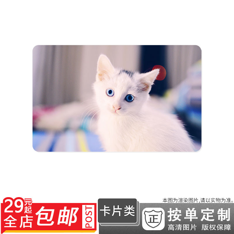 500184422 猫咪宠物猫波斯猫可爱的猫咪图片卡贴双面