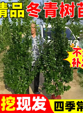 北海道黄杨冬青树苗篱笆墙围墙绿篱四季常青法国丛生大叶绿化植物