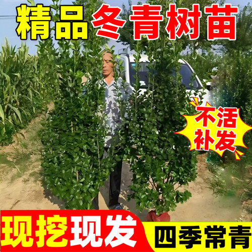 北海道黄杨冬青树苗篱笆墙围墙绿篱四季常青法国丛生大叶绿化植物
