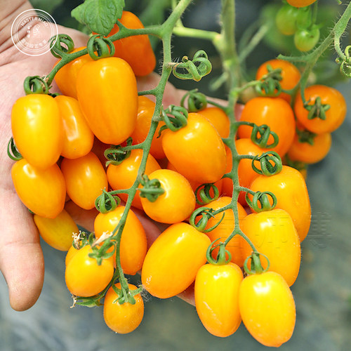 千禧金黄色樱桃西红柿四季圣女果