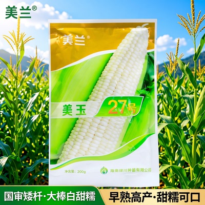 美兰美玉27号糯玉米种子国审矮杆大棒白甜糯早熟白糯玉米种子籽孑