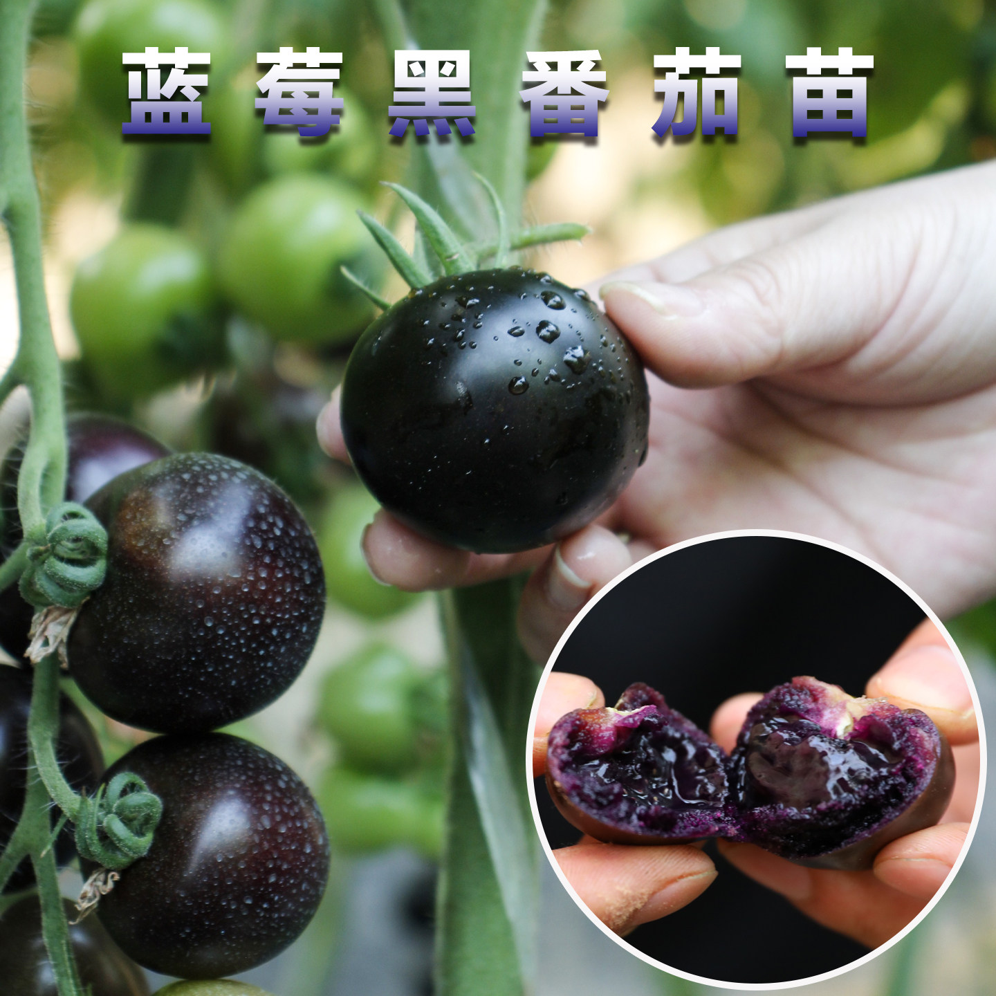 蓝莓黑番茄苗种子种籽黑珍珠圣女果小西红柿盆栽蔬菜苗秧菜苗秧苗