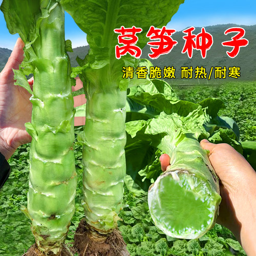 莴笋种子秋冬季耐热耐寒