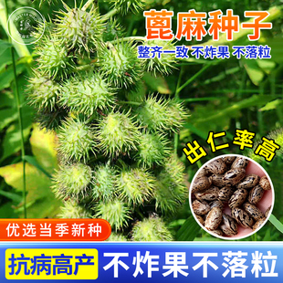 晋蓖麻4号蓖麻种子抗病高产蓖麻子蓖麻籽大麻子中药材蓖麻仁杂粮