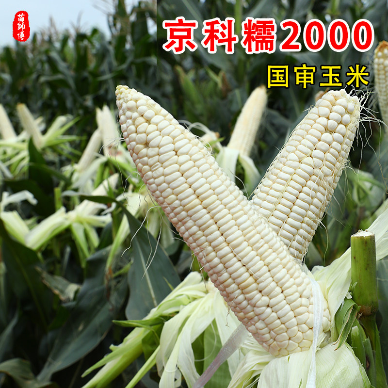 京科糯2000玉米种子高产大田粘玉米种籽早熟抗病四季白甜糯玉米孑