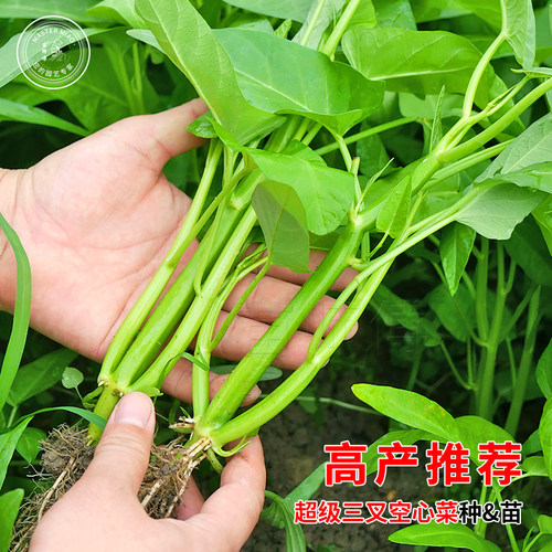 三叉空心菜种籽简单易种土培水培