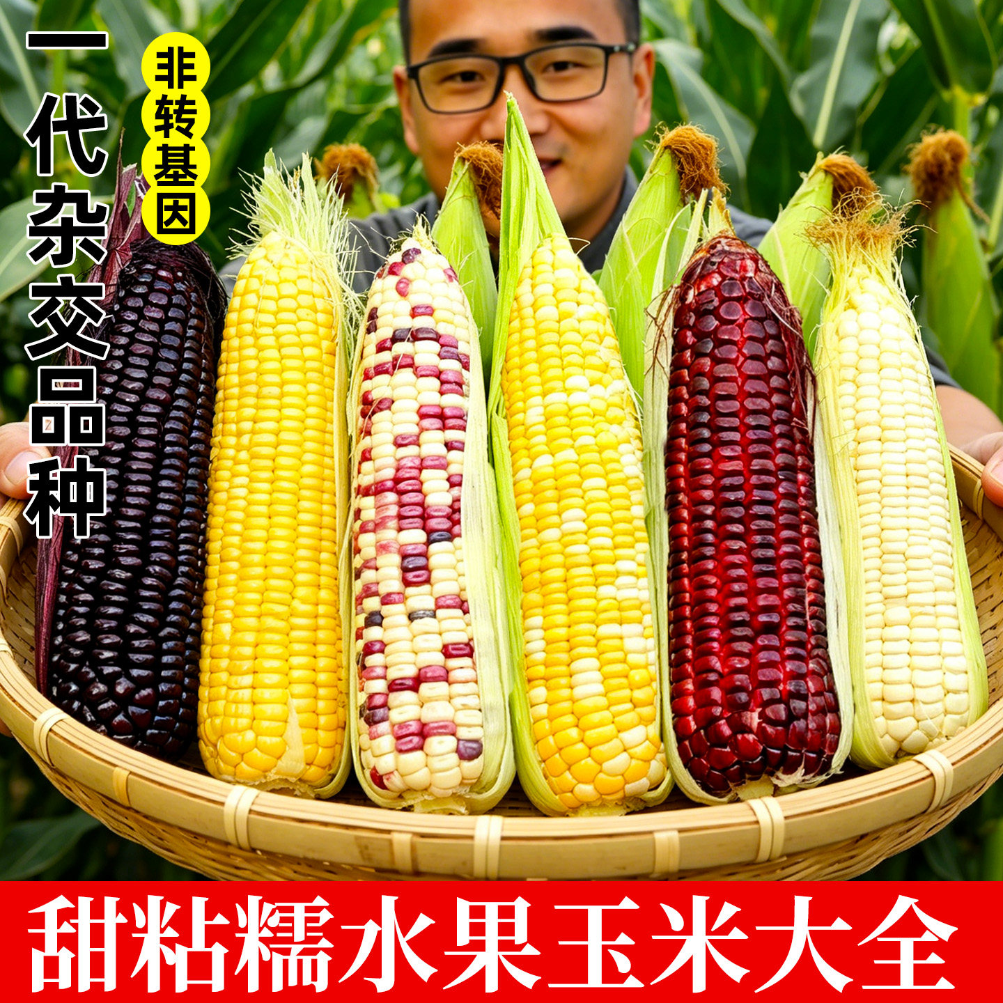 水果玉米种子种籽白糯米黑紫香甜糯粘黏大全四季大田彩甜糯孑