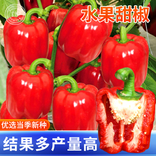水果甜椒种子青椒方椒种籽辣椒红黄色彩椒春季盆栽南方蔬菜苗秧孑