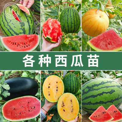 西瓜苗8424高产黑美人特大甜王麒麟瓜四季阳台盆栽水果苗秧孑秧苗