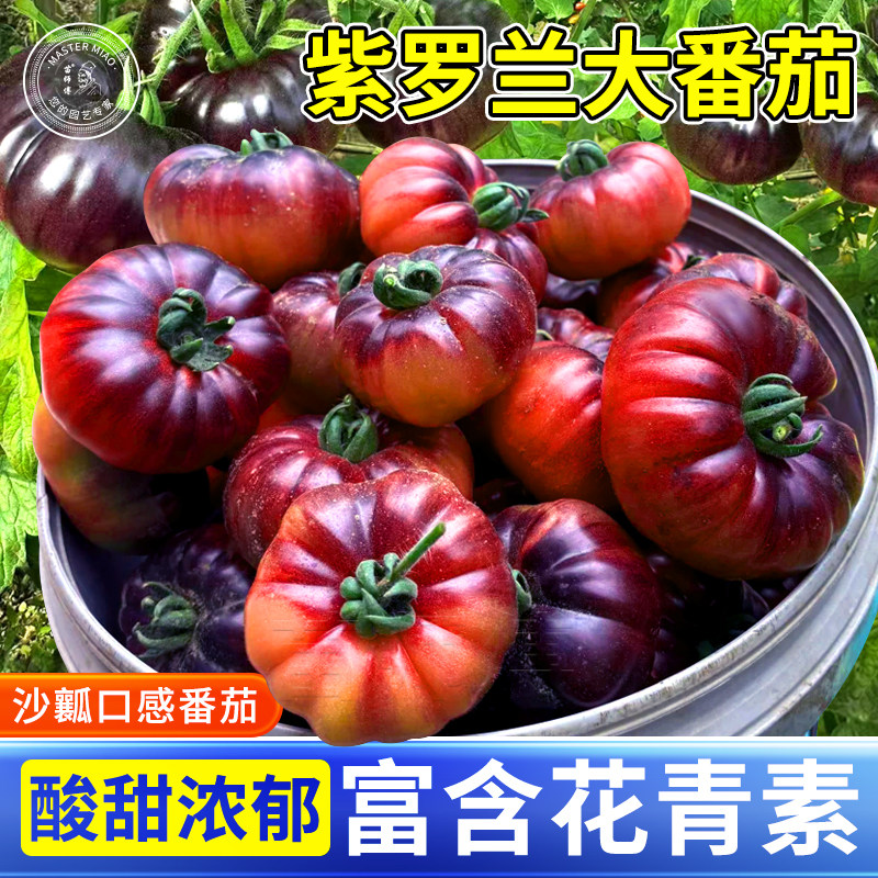 山东寿光紫罗兰大番茄苗秧苗黑沙瓤西红柿种籽子阳台盆栽蔬菜苗图片