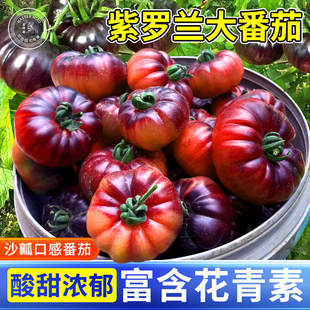 山东寿光紫罗兰大番茄苗秧苗黑沙瓤西红柿种籽子阳台盆栽蔬菜苗