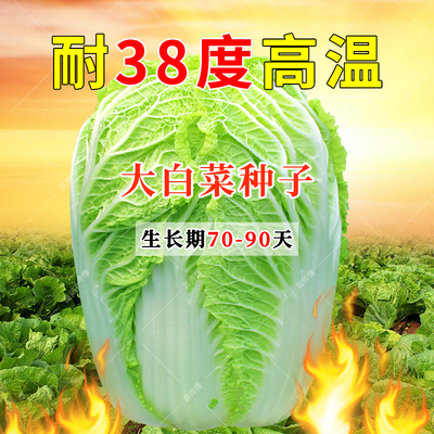 耐热大白菜种孑夏阳早50